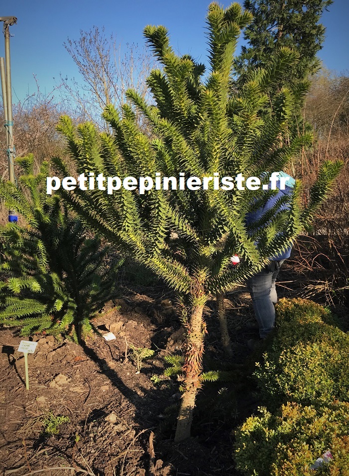 araucaria en vente